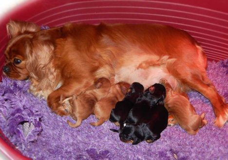 Velvet Soulmate Kennel Cavalier King Charles Spaniel